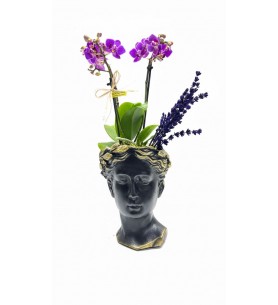 Helen Saksıda Mini Orkide (Siyah)